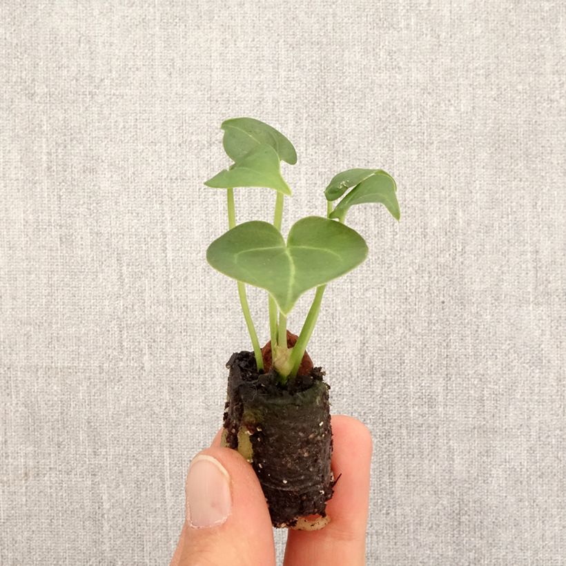 Example of Anthurium clarinervium - Flamingoblumen Mini-Pflanze as you get in printemps