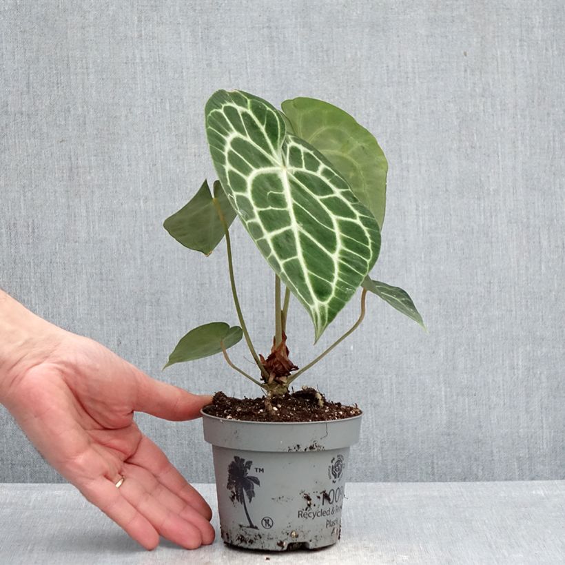 Example of Anthurium clarinervium - Flamingoblumen Topf 12 cm / 13 cm as you get in printemps