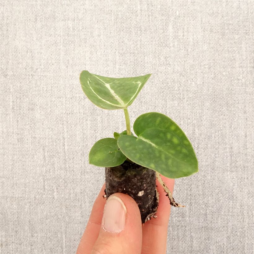 Exemplar von Flamingoblumen - Anthurium crystallinum Mini-Pflanze wie im Frühjahr geliefert