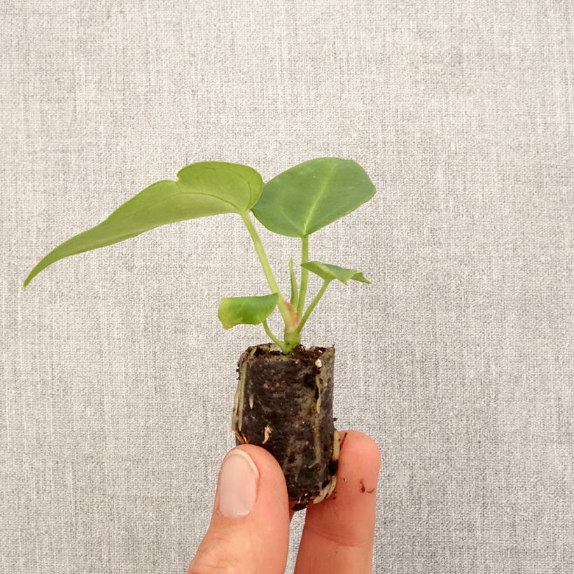 Exemplar von Flamingoblumen - Anthurium magnificum Mini-Pflanze wie im Frühjahr geliefert