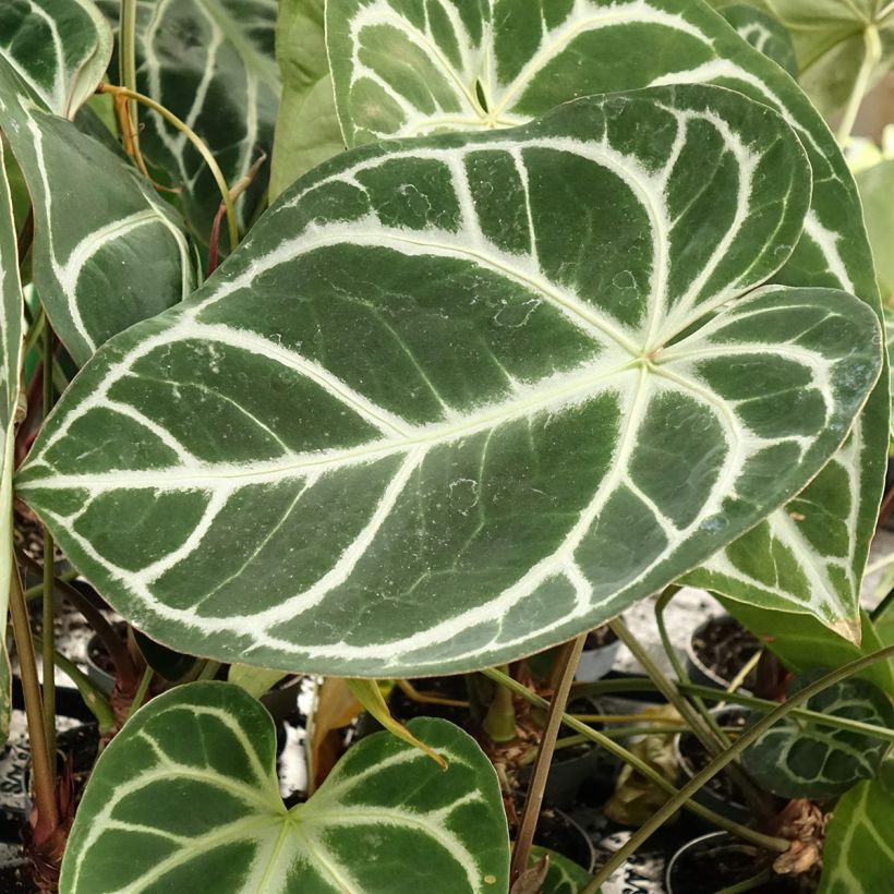 Flamingoblumen - Anthurium magnificum (Laub)