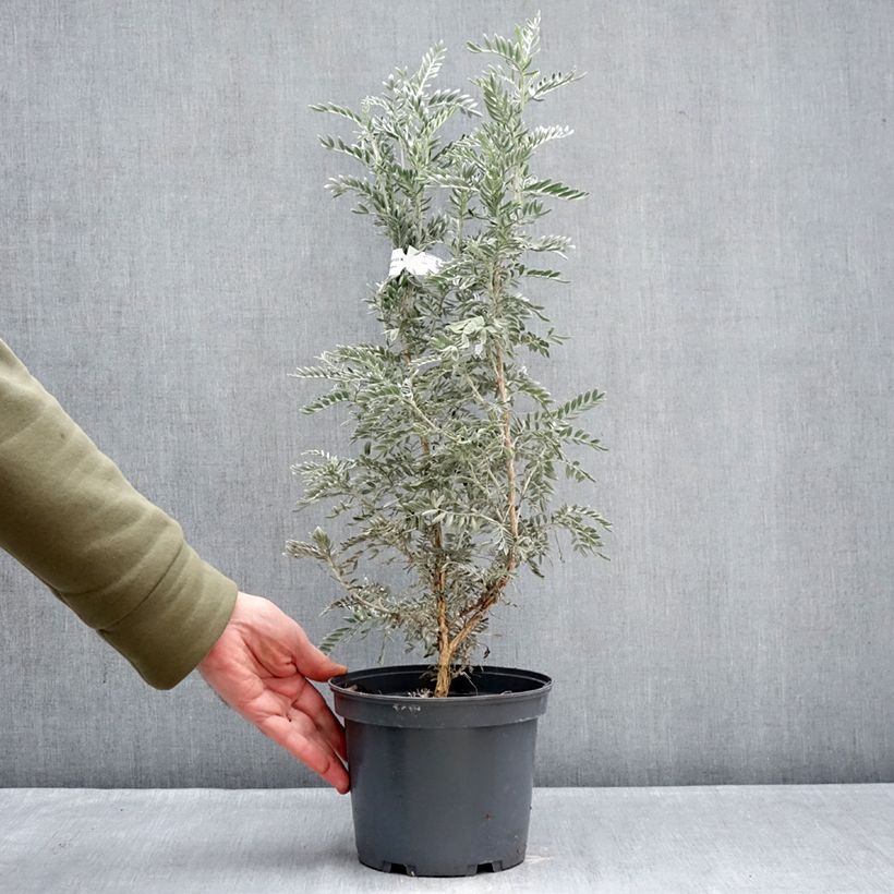 Example of Anthyllis barba-jovis - Jupiterbart Topf mit 4L/5L as you get in hiver