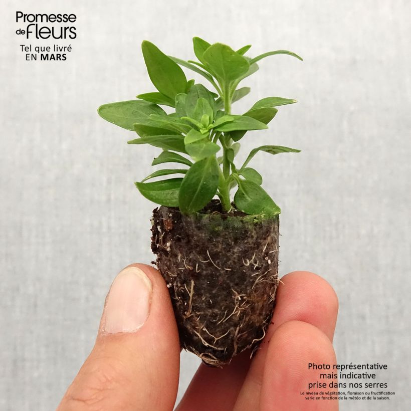 Example of Löwenmäulchen Dazzling Lips Yellow Eye - Antirrhinum Mini-Plug Ø 3/4 cm as you get in printemps