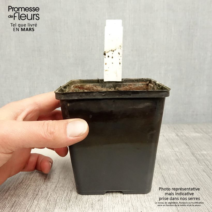 Exemplar von Aponogeton distachyos - Zweiährige Wasserähre Kleine Töpfe von 8/9 cm wie im Frühjahr geliefert