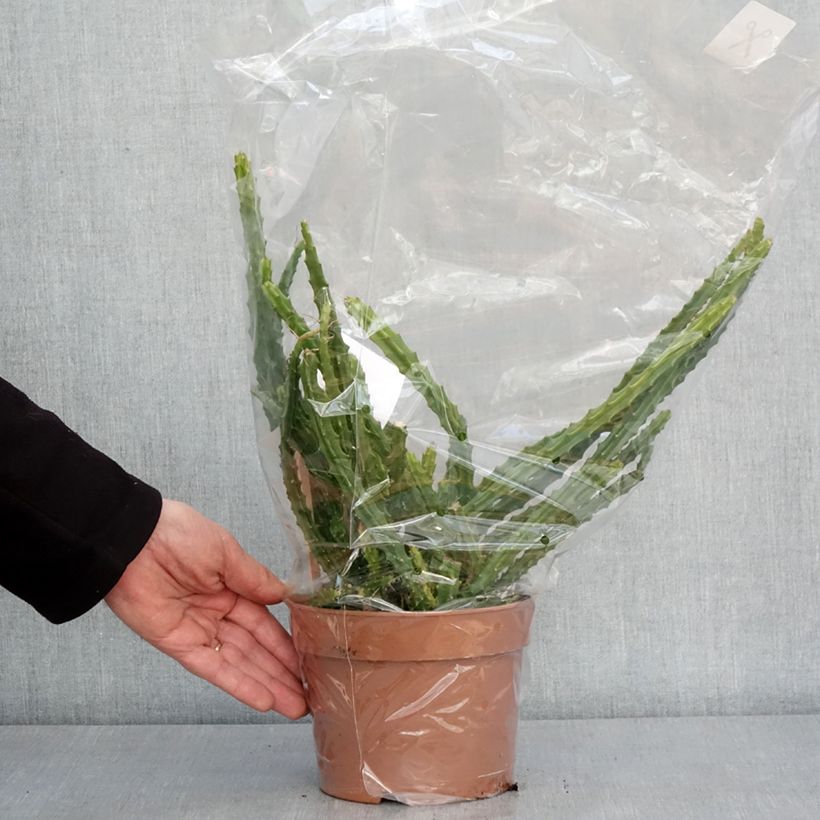 Exemplar von Aporophyllum malisonii - Cactus Queue de Rat Pot de 2L/3L wie im Winter geliefert