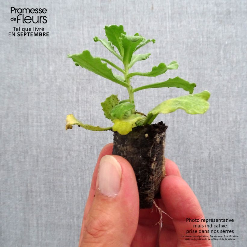 Exemplar von Arabis caucasica Alabaster - Kaukasische Gänsekresse Mini-Plug Ø 3/4 cm wie im Herbst geliefert