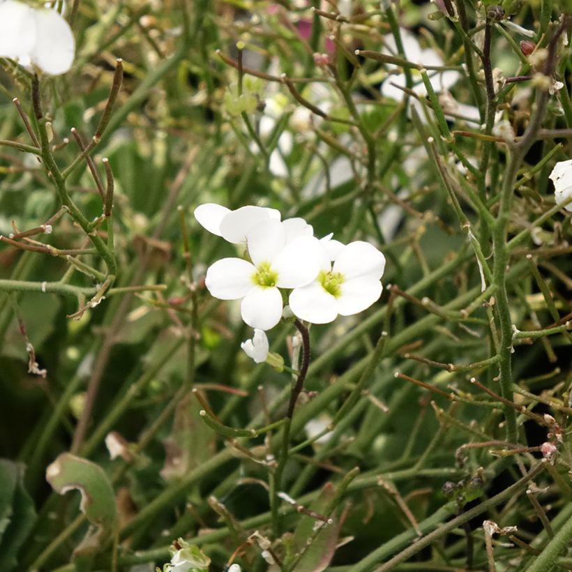 Arabis caucasica Alabaster - Kaukasische Gänsekresse (Blüte)