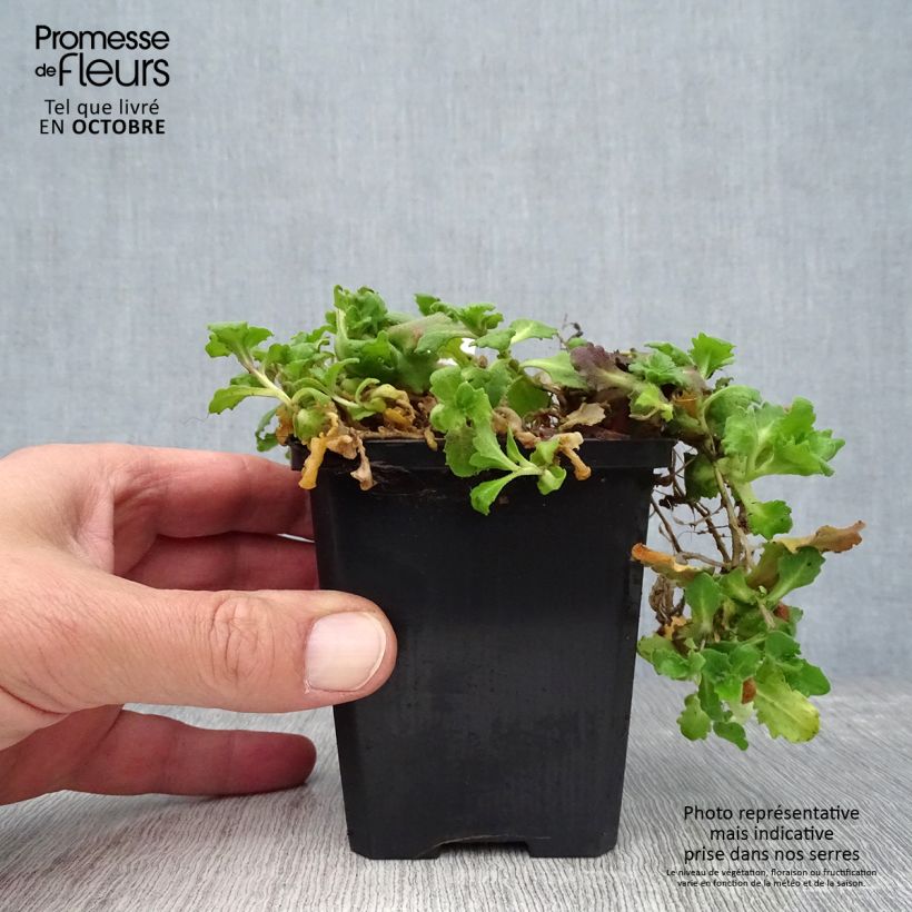 Example of Arabis caucasica Aubris Deep Rose - Kaukasische Gänsekresse Kleine Töpfe von 8/9 cm as you get in printemps