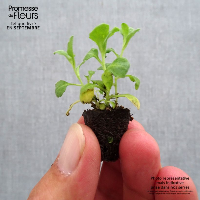 Example of Arabis caucasica Aubris Deep Rose - Kaukasische Gänsekresse Mini-Plug Ø 1,5/2,5 cm as you get in automne