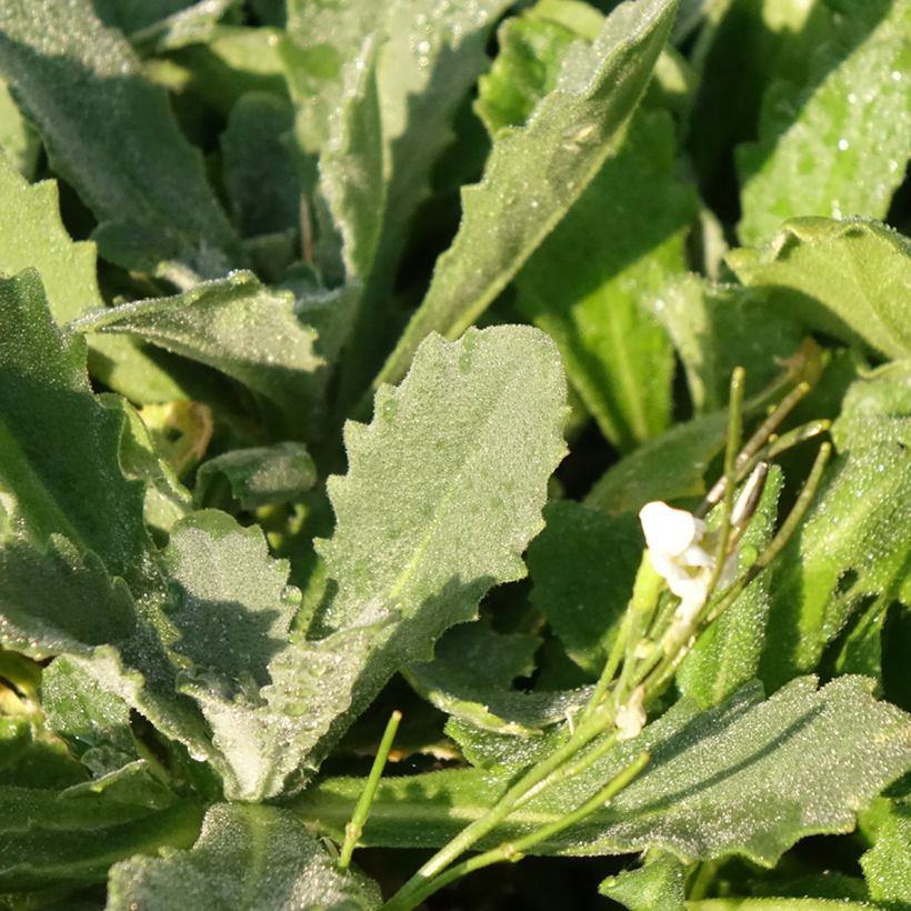 Arabis caucasica Snowcap - Kaukasische Gänsekresse (Foliage)