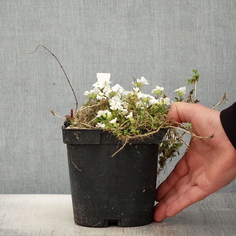 Example of Arabis caucasica Snowcap - Kaukasische Gänsekresse Topf mit 2L/3L as you get in printemps