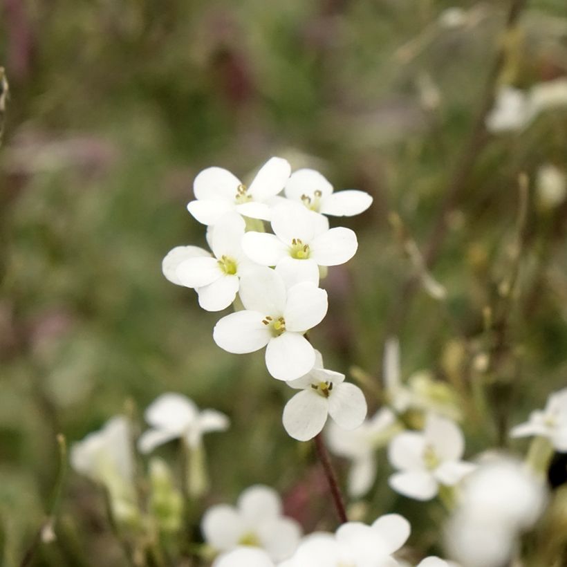 Arabis caucasica Variegata - Kaukasische Gänsekresse (Flowering)