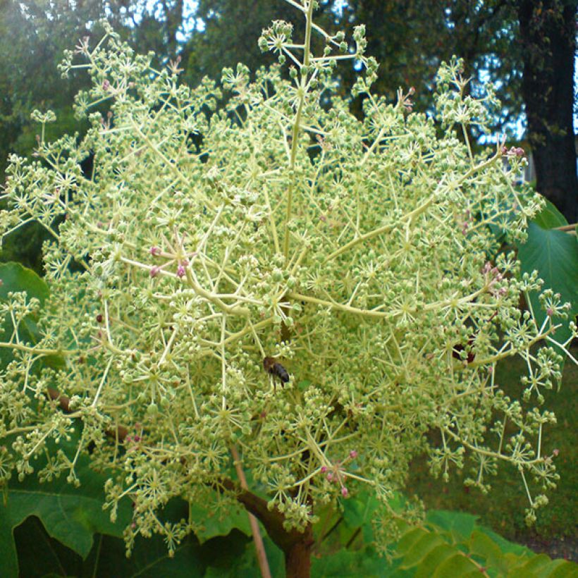 Aralia elata - Aralie (Flowering)