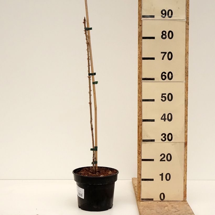 Example of Aralia elata - Aralie Topf mit 3L/4L as you get in printemps