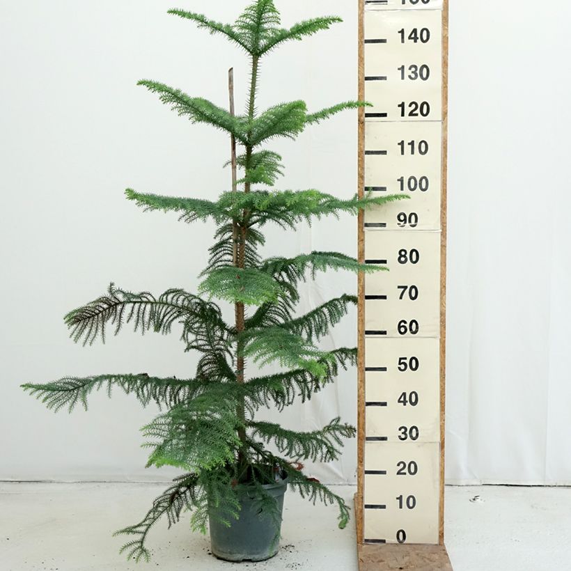 Exemplar von Araucaria heterophylla - Norfolktanne Topf mit 7,5L/10L wie im Herbst geliefert