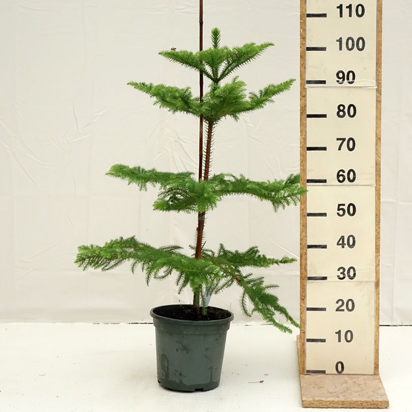 Exemplar von Araucaria heterophylla - Norfolktanne Topf mit 7,5L/10L wie im Frühjahr geliefert