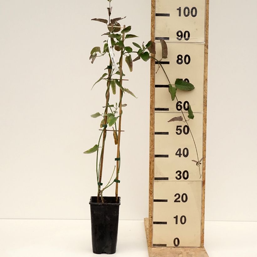 Exemplar von Araujia sericifera - Araujie Topf mit 2L/3L wie im Frühjahr geliefert