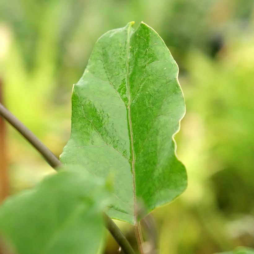 Araujia sericifera Rosea - Araujie (Laub)