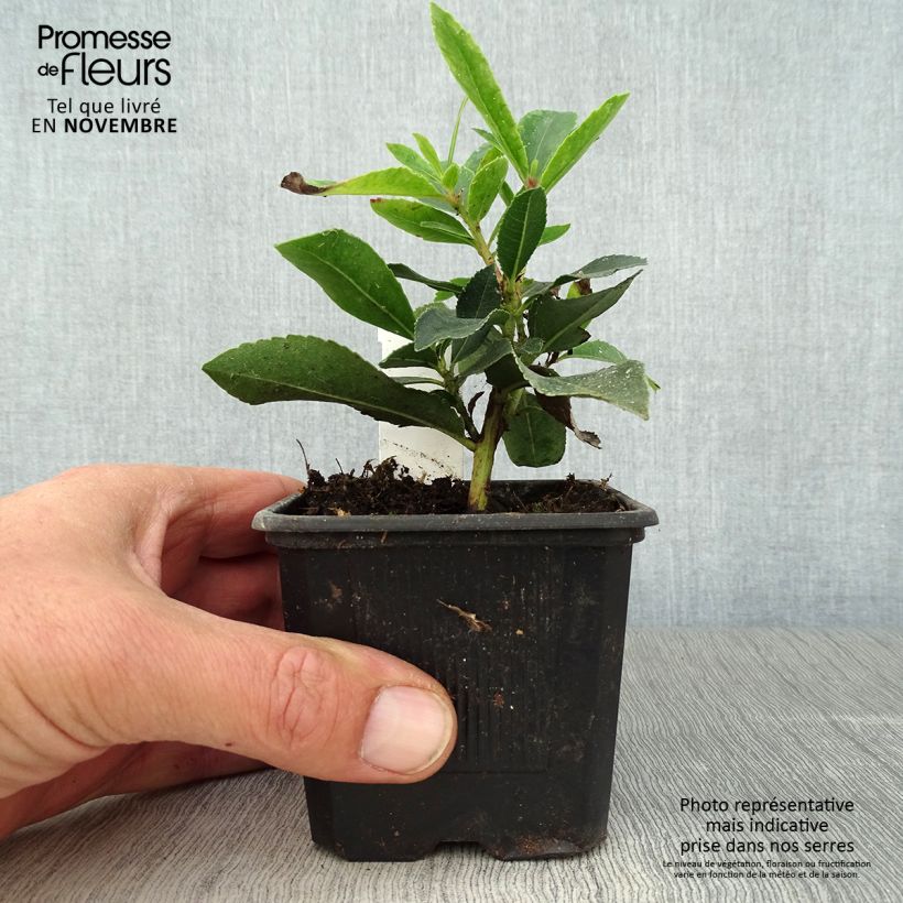 Exemplar von Arbousier Pink Giant 'Nevez' (Atlantic Rose) - Arbutus unedo Godet de 8/9 cm wie im Herbst geliefert