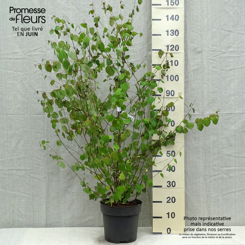 Example of Japanischer Kuchenbaum - Cercidiphyllum japonicum Topf mit 7,5L/10L as you get in printemps