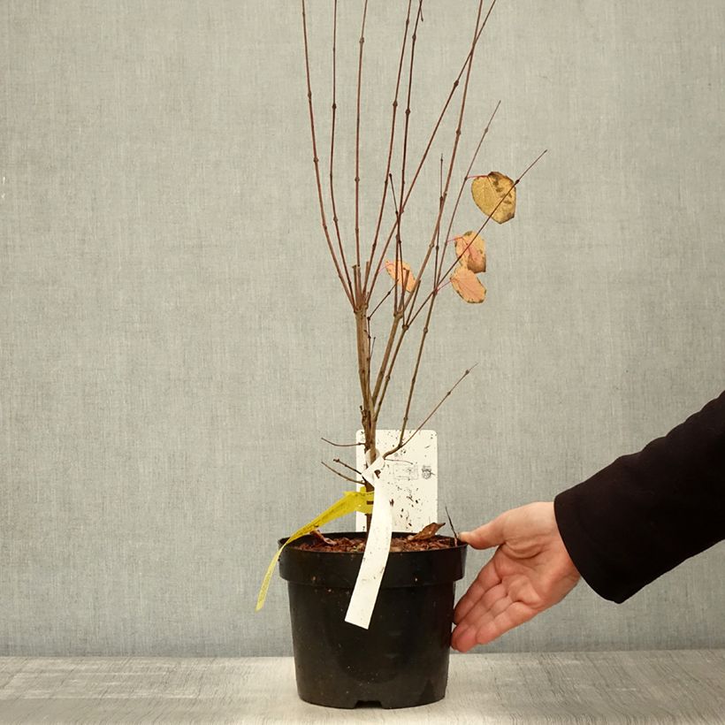 Exemplar von Japanischer Kuchenbaum - Cercidiphyllum japonicum Topf mit 3L/4L wie im Herbst geliefert