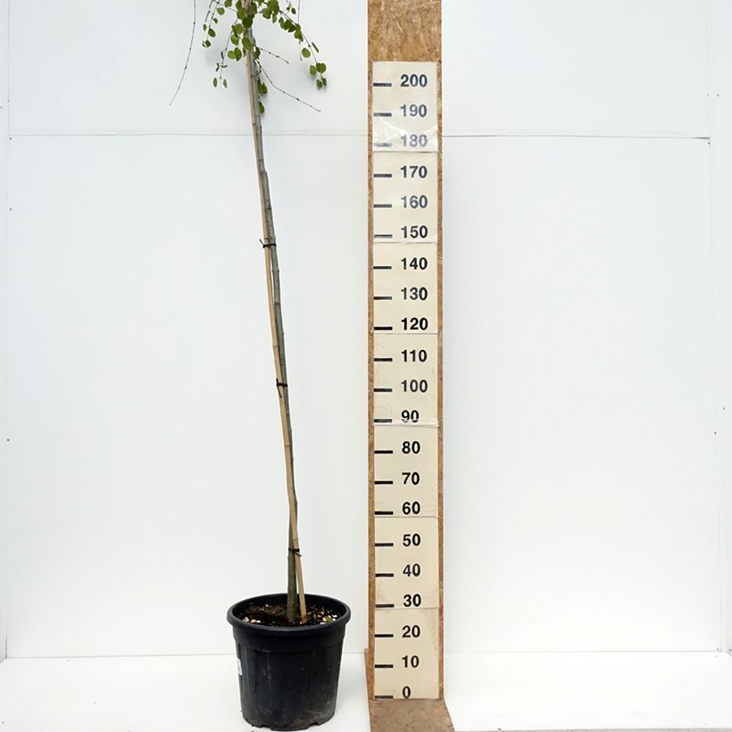 Exemplar von Japanischer Kuchenbaum Morioka Weeping - Cercidiphyllum japonicum Topf mit 30L/35L, Stamm wie im Frühjahr geliefert