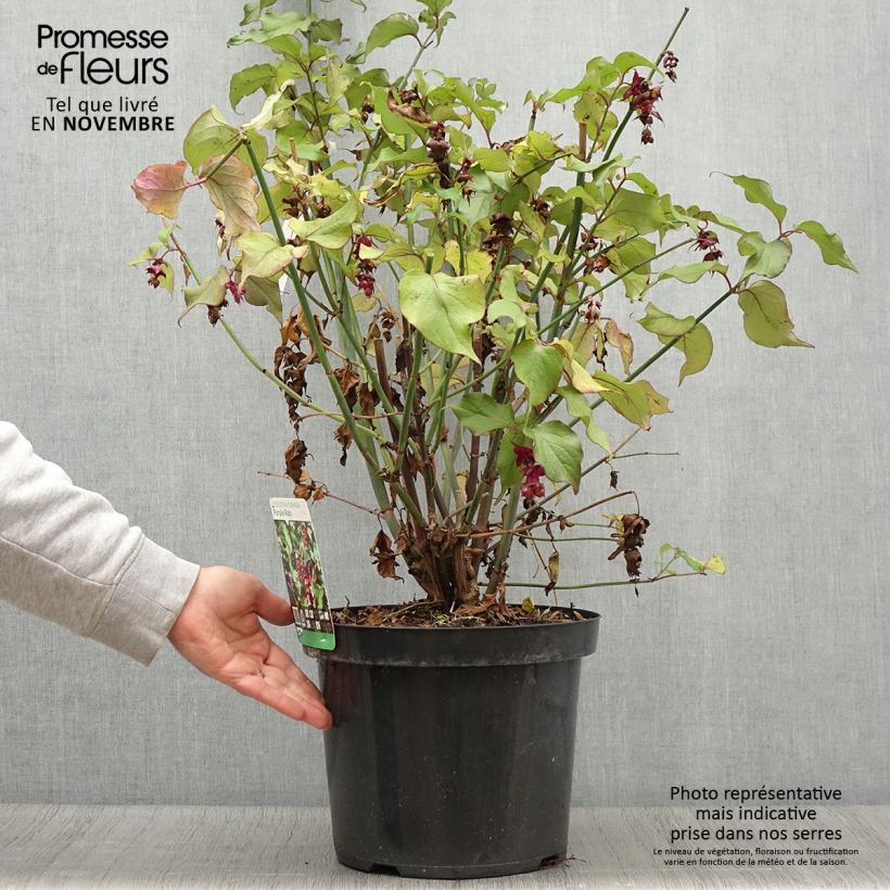 Exemplar von Leycesteria formosa Purple Rain - Buntdachblume Topf mit 7,5L/10L wie im Herbst geliefert