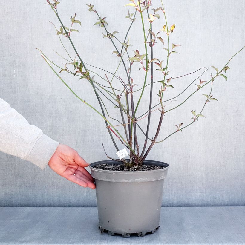 Example of Leycesteria formosa Purple Rain - Buntdachblume Topf mit 7,5L/10L as you get in printemps