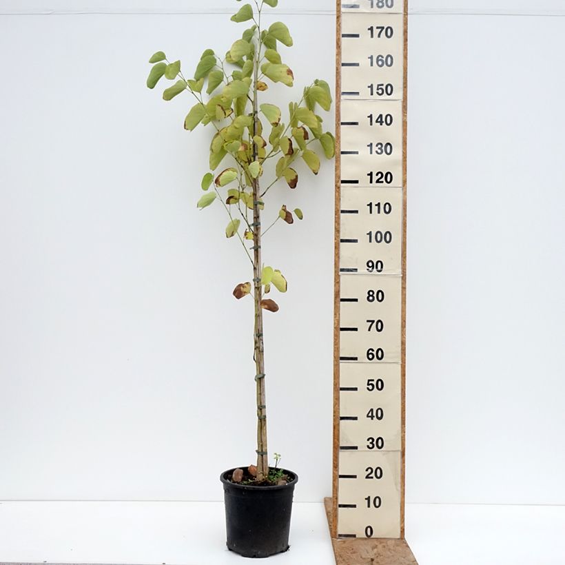 Example of Bauhinia purpurea - Orchideenbaum Topf mit 7,5L/10L as you get in hiver