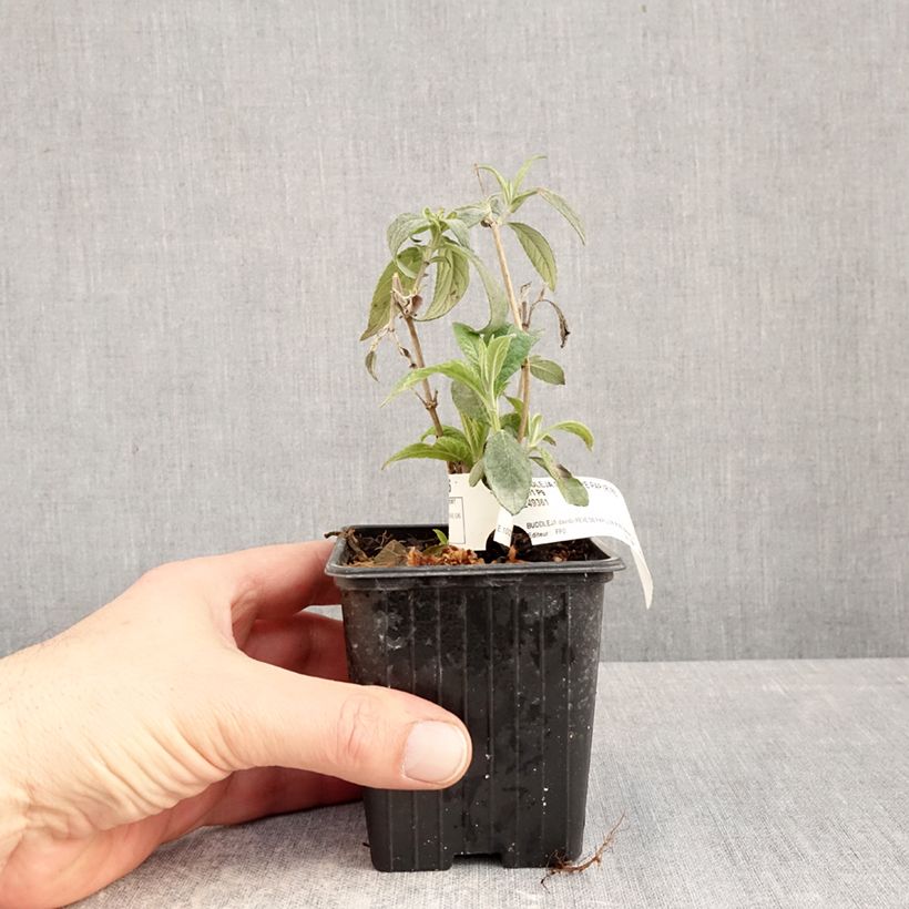 Exemplar von Arbre aux papillons Rêve de Papillon Red Kleine Töpfe von 8/9 cm wie im Winter geliefert