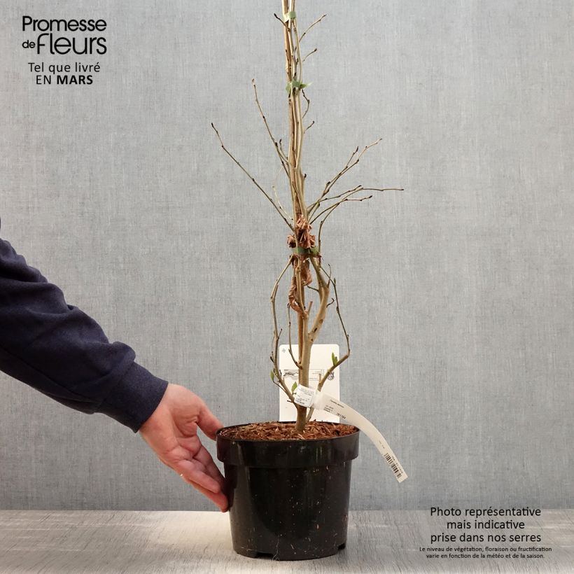 Example of Eisenbaum - Parrotia persica Topf mit 3L/4L as you get in printemps