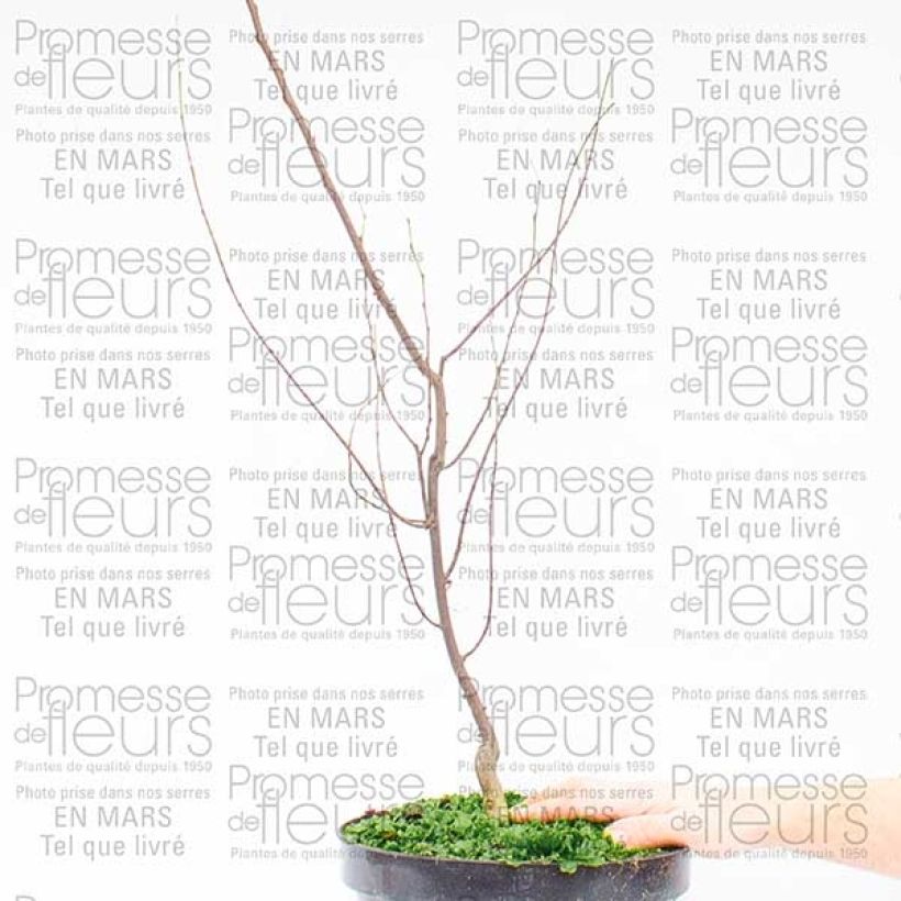 Beispiel eines Exemplars von Kanadischer Judasbaum Silver Lining - Cercis canadensis Topf mit 7,5L/10L wie geliefert