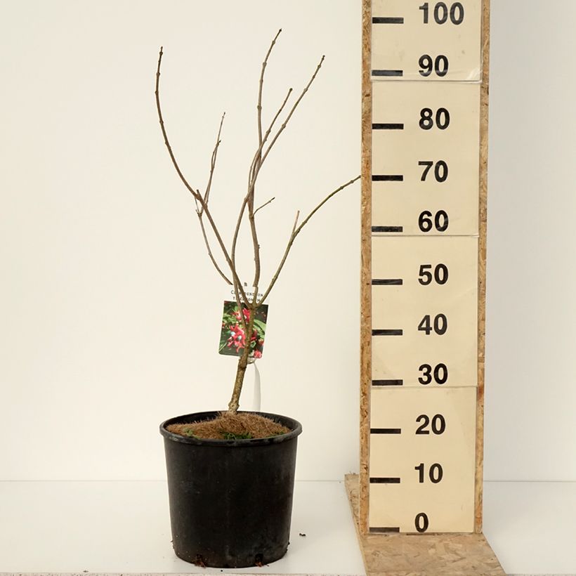 Exemplar von Arbre de la chance - Clerodendrum trichotomum, clérodendron Pot de 7,5L/10L wie im Winter geliefert