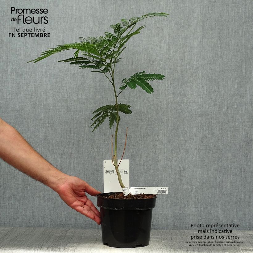 Exemplar von Albizia julibrissin Rouge de Tuilière - Arbre à soie Pot de 3L/4L wie im Herbst geliefert