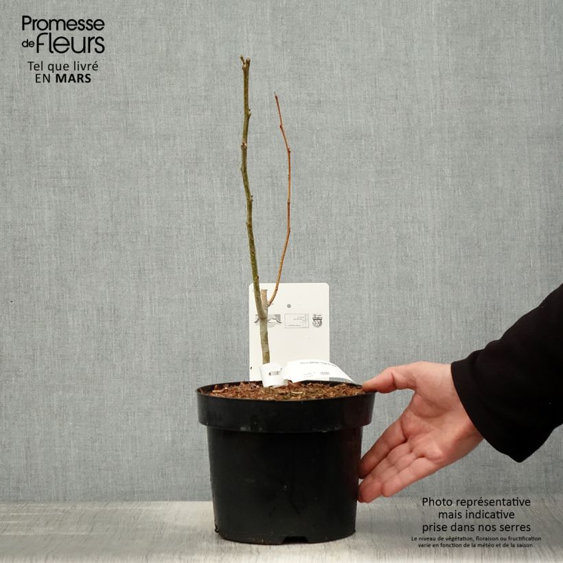 Exemplar von Albizia julibrissin Rouge de Tuilière - Seidenakazie Topf mit 3L/4L wie im Frühjahr geliefert