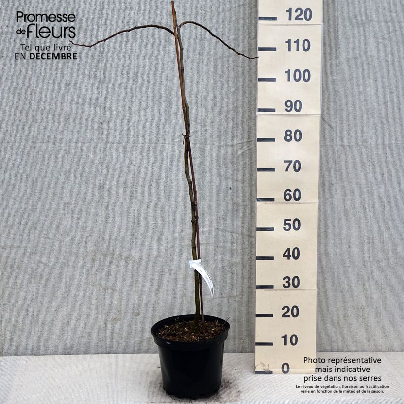 Exemplar von Albizia julibrissin 'Shidare' - Seidenakazie Topf mit 7,5L/10L wie im Herbst geliefert
