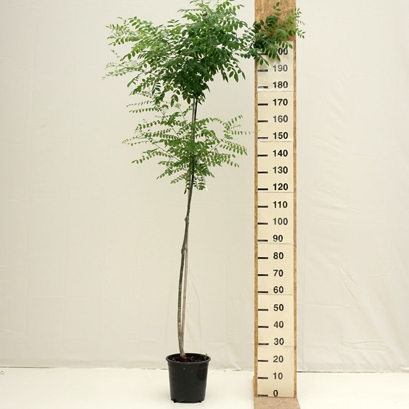 Example of Sophora japonica - Japanischer Schnurbaum Topf mit 7,5L/10L as you get in printemps
