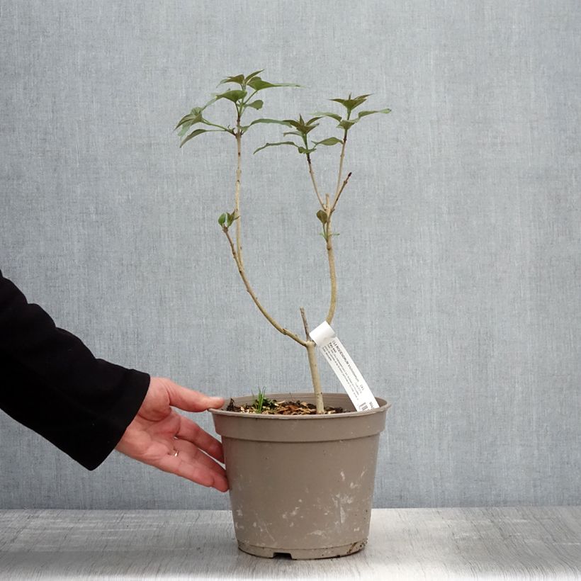 Example of Japanischer Losbaum Fargesii - Clerodendrum trichotomum Topf mit 3L/4L as you get in printemps