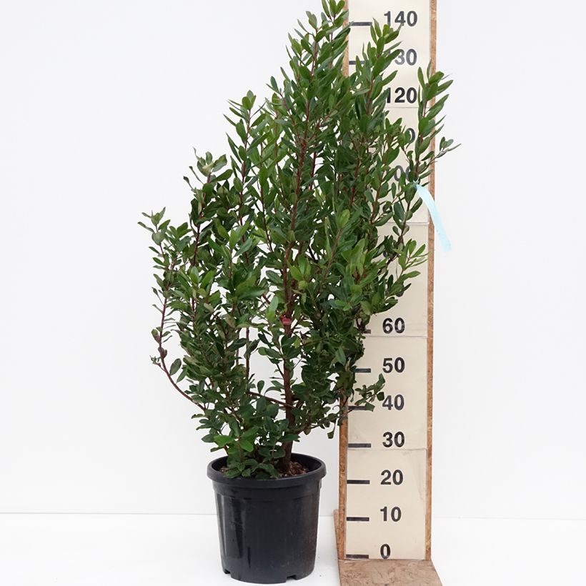 Exemplar von Westlicher Erdbeerbaum - Arbutus unedo Topf mit 18L/20L wie im Winter geliefert