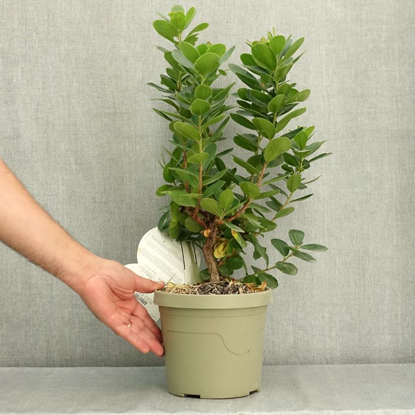 Exemplar von Arbutus unedo Peace and Love - Westlicher Erdbeerbaum Topf mit 2L/3L wie im Sommer geliefert