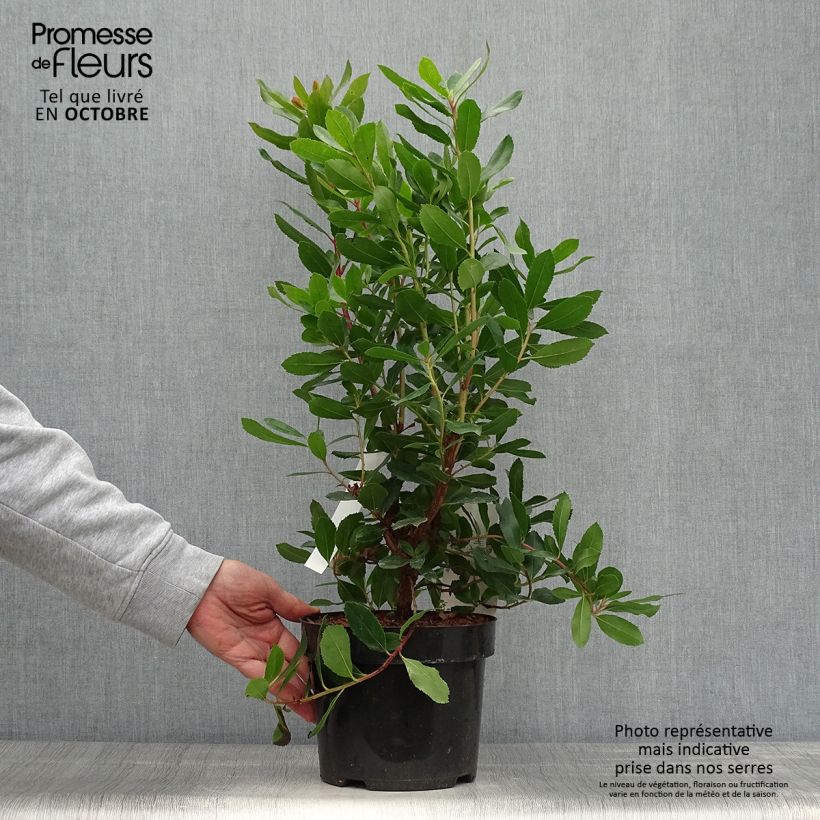 Exemplar von Arbutus unedo Roselily Minlily - Westlicher Erdbeerbaum Topf mit 3L/4L wie im Herbst geliefert