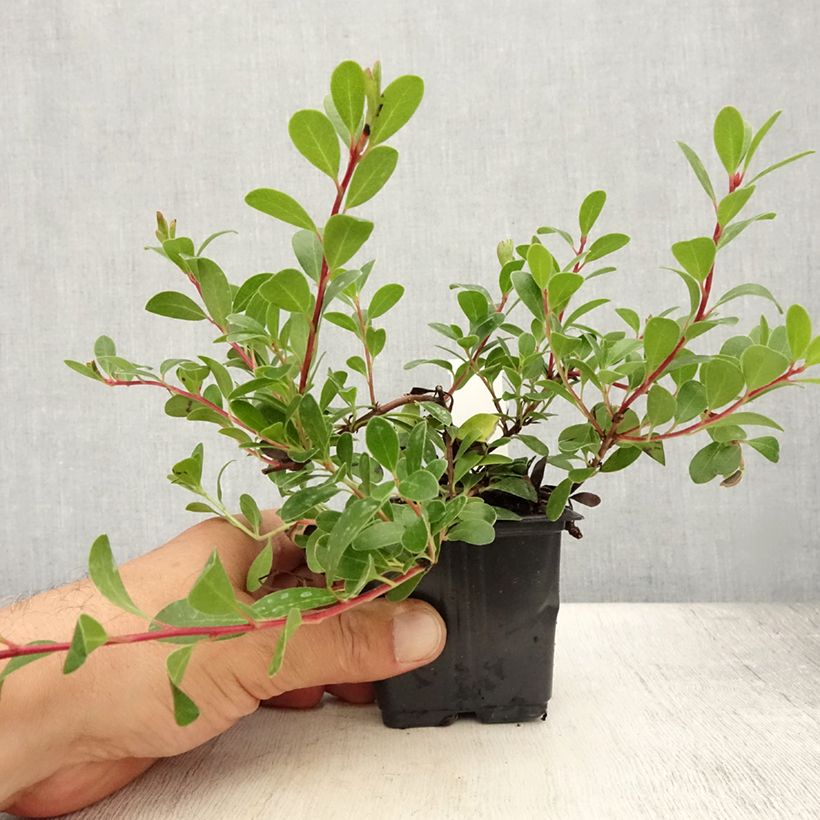 Exemplar von Arctostaphylos uva-ursi - Echte Bärentraube Kleine Töpfe von 8/9 cm wie im Sommer geliefert