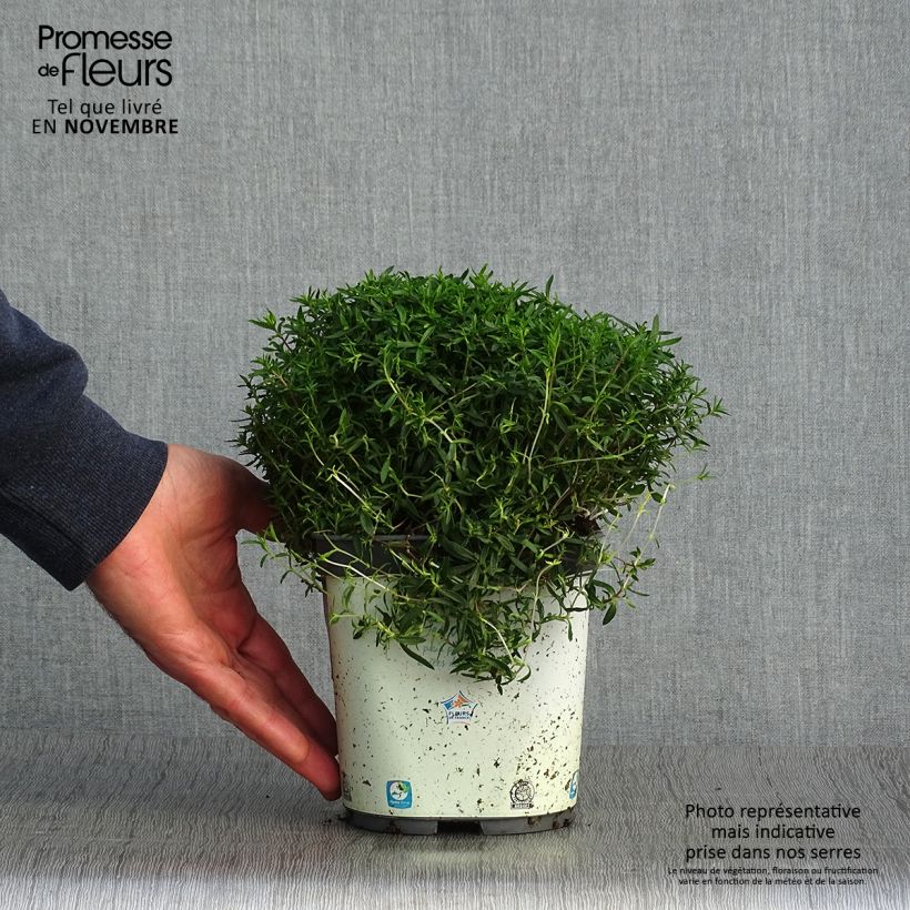 Exemplar von Arenaria montana - Berg-Sandkraut Topf mit 2L/3L wie im Herbst geliefert