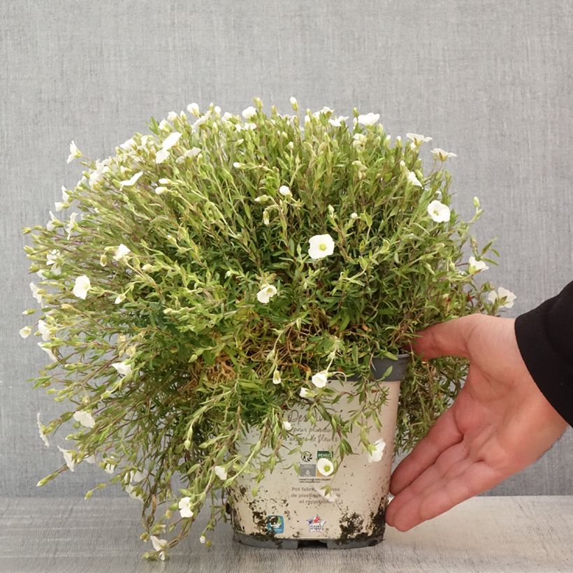 Exemplar von Arenaria montana - Berg-Sandkraut Topf mit 2L/3L wie im Frühjahr geliefert