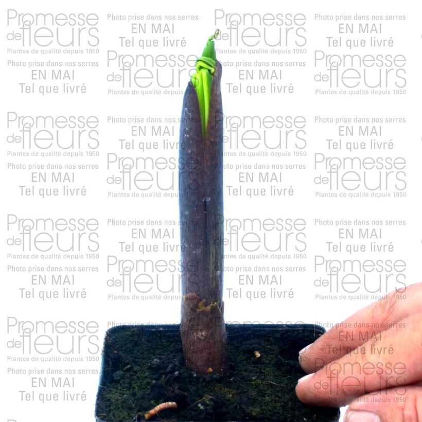 Beispiel eines Exemplars von Arisaema ciliatum - Feuerkolben Topf mit 2L/3L wie geliefert