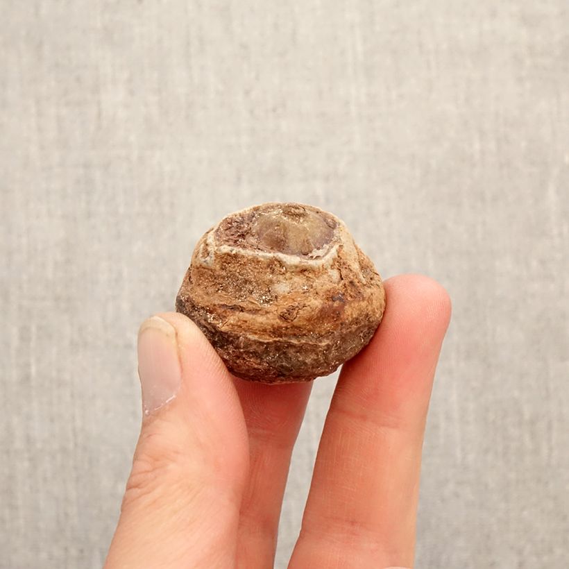 Exemplar von Arisaema concinnum - Feuerkolben Zwiebel wie im Frühjahr geliefert