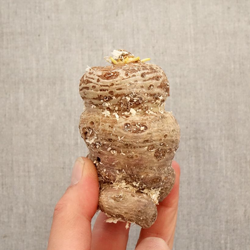 Exemplar von Arisaema speciosum - Feuerkolben Zwiebel wie im Frühjahr geliefert
