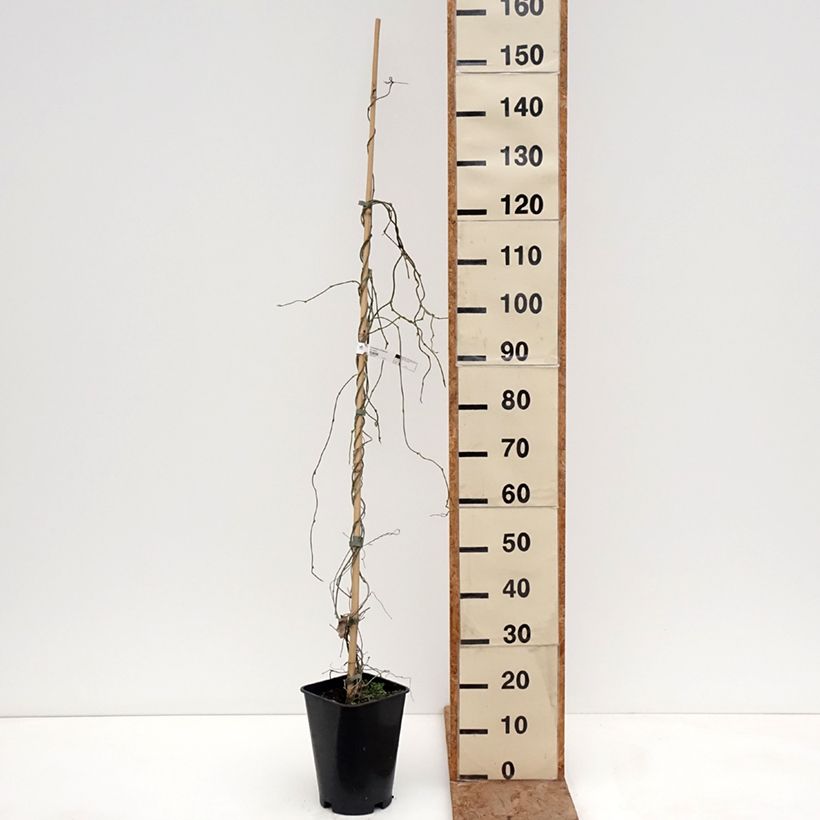 Exemplar von Aristolochia macrophylla - Windende Osterluzei Topf mit 6L/7L wie im Winter geliefert