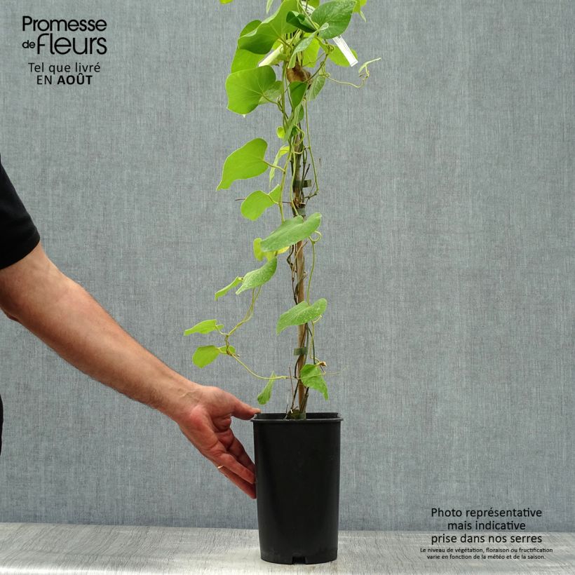 Exemplar von Aristolochia macrophylla - Windende Osterluzei Topf mit 2L/3L wie im Sommer geliefert