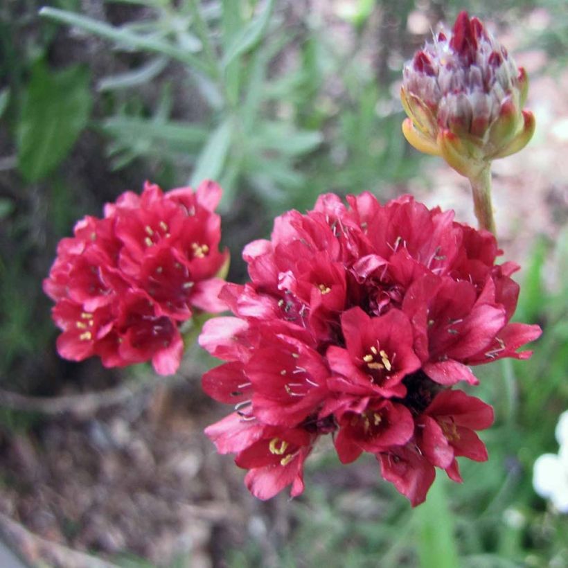 Armeria pseudarmeria Ballerina Red - Strand-Grasnelke (Flowering)
